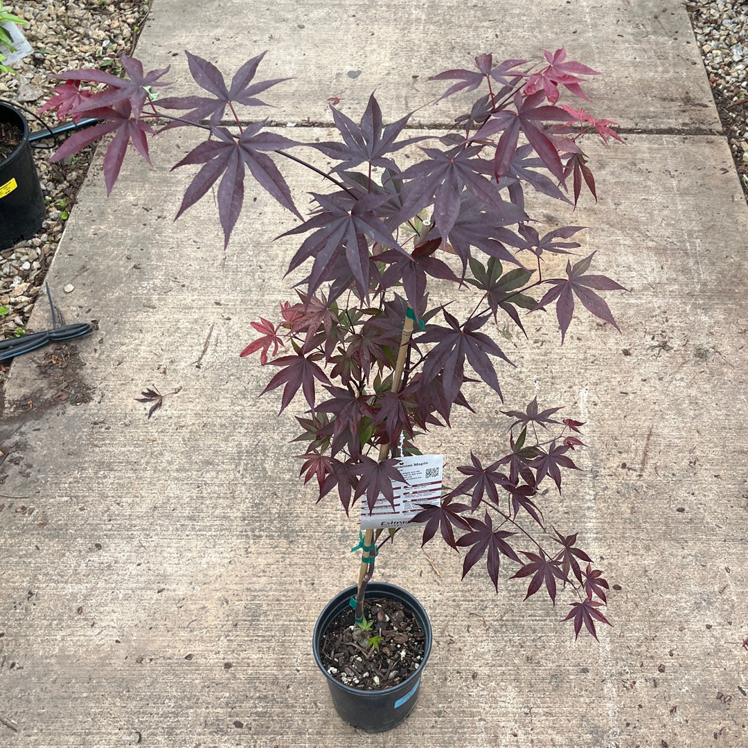 Bloodgood Japanese Maple - Acer palmatum - 1 Gallon Potted Tree