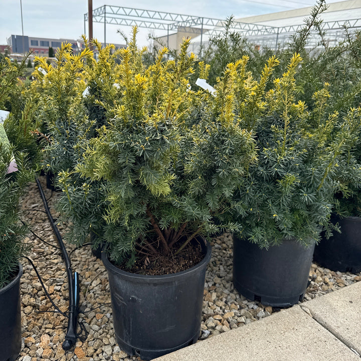 Dwarf Bright Gold Yew - Taxus cuspidata - 5 Gallon Potted Evergreen Shrub