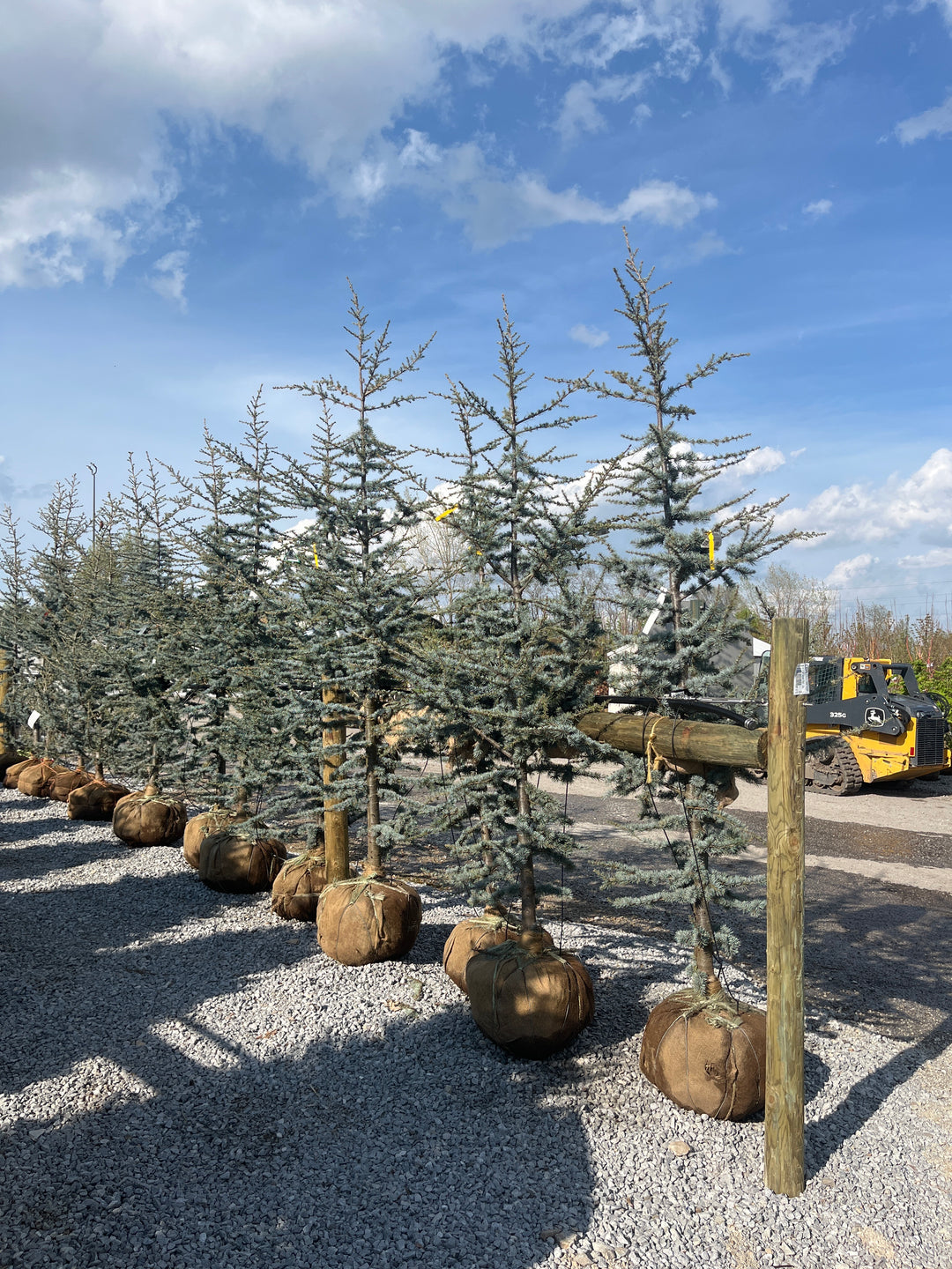 Blue Atlas Cedar - Cedrus atlantica 'Glauca' - 7-8' Foot Ball & Burlap Tree