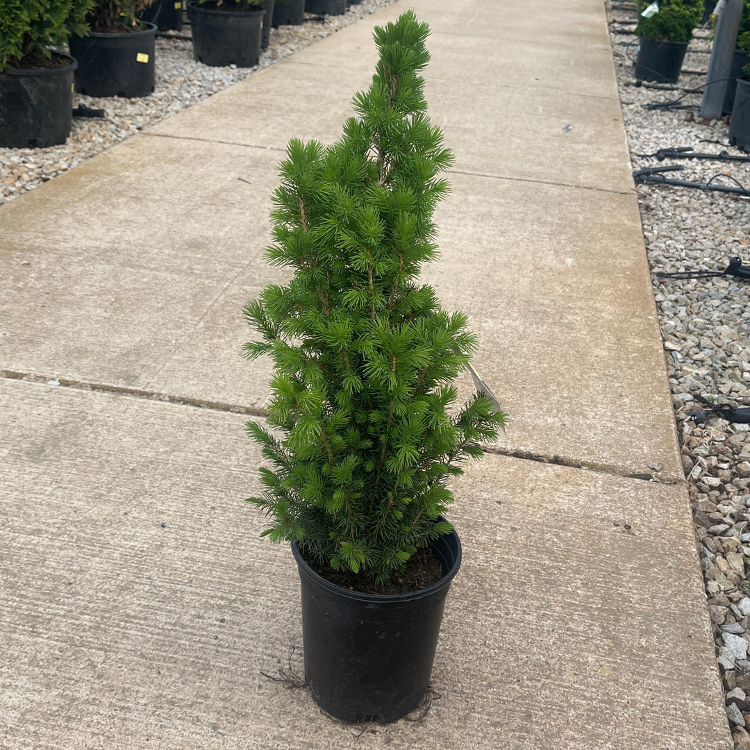 Dwarf Alberta Spruce - Picea glauca 'Conica' - 1# Potted Tree