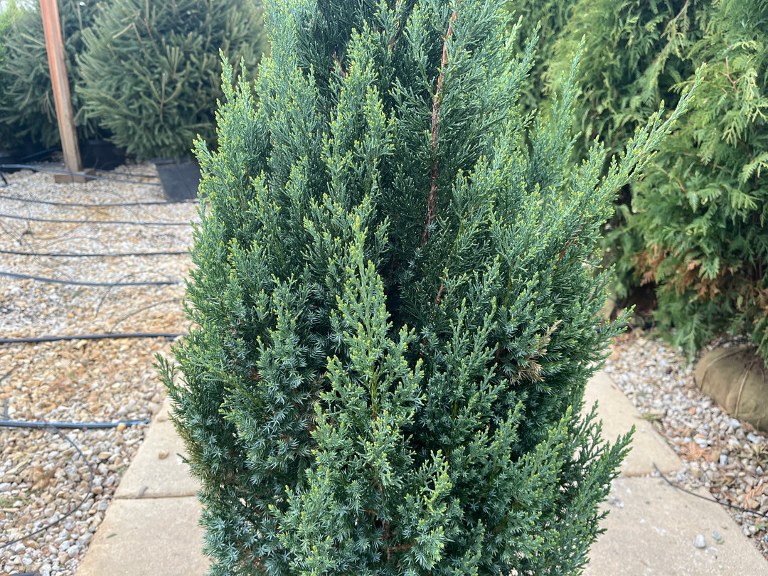 Blue Point Juniper - Juniperus chinensis - 7 Gallon Potted Shrub