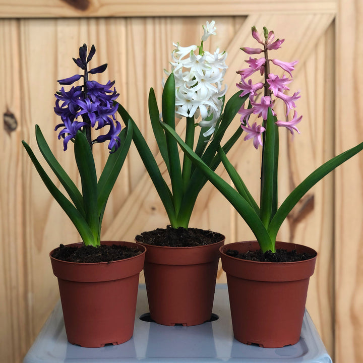 Hyacinth (Colors Vary), Live Plant, 4 Inch Pot