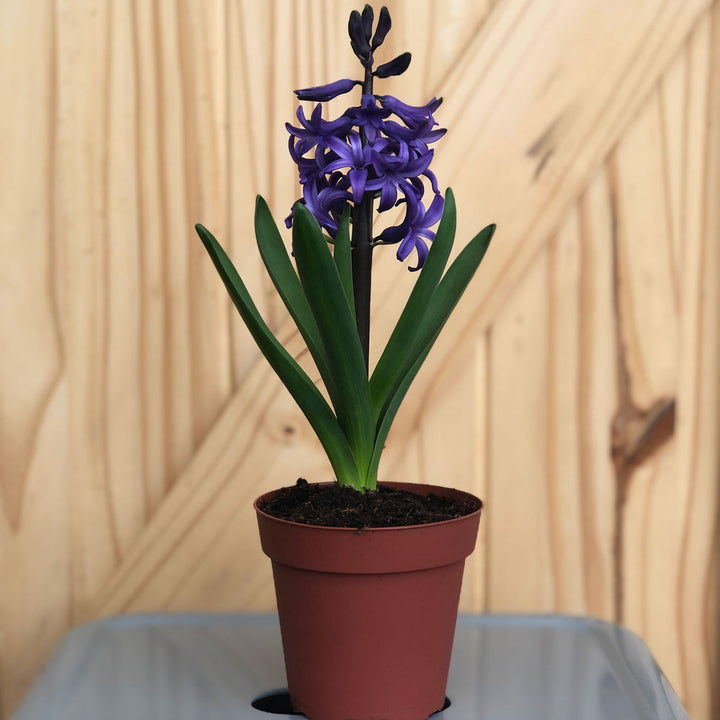 Hyacinth (Colors Vary), Live Plant, 4 Inch Pot