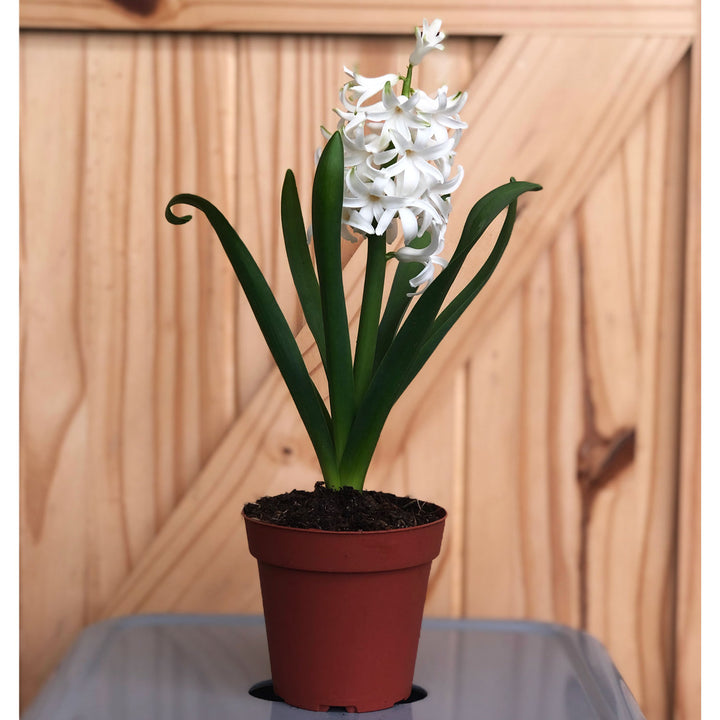 Hyacinth (Colors Vary), Live Plant, 4 Inch Pot