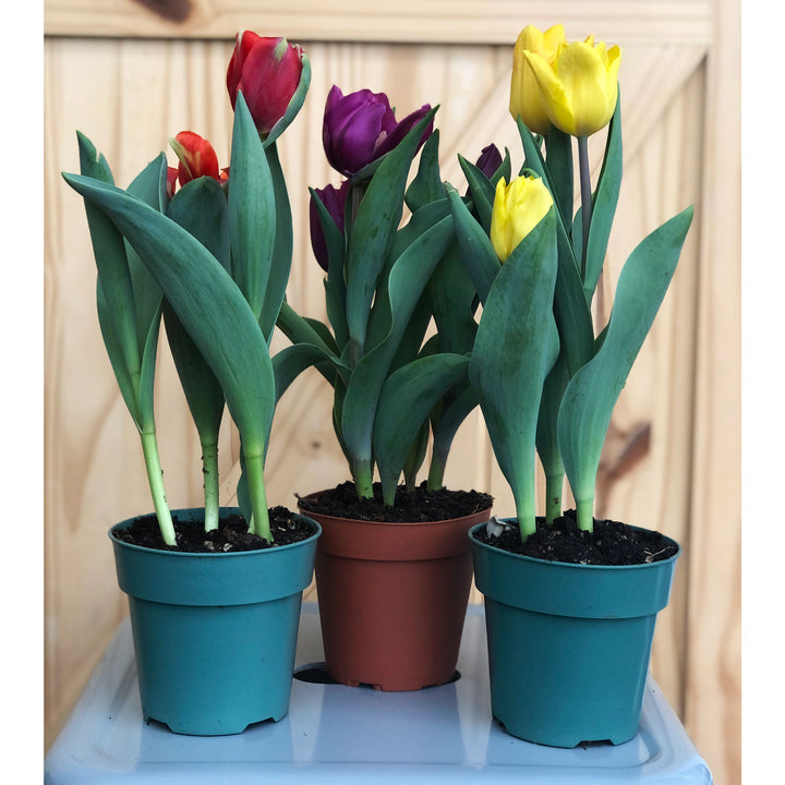 Tulip 3-Bulb (Colors Vary), Live Plant, 4 Inch Pot