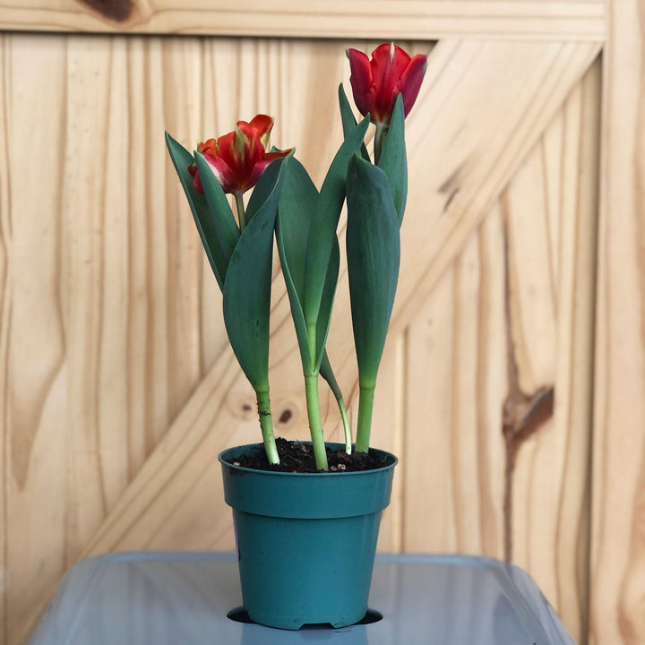 Tulip 3-Bulb (Colors Vary), Live Plant, 4 Inch Pot