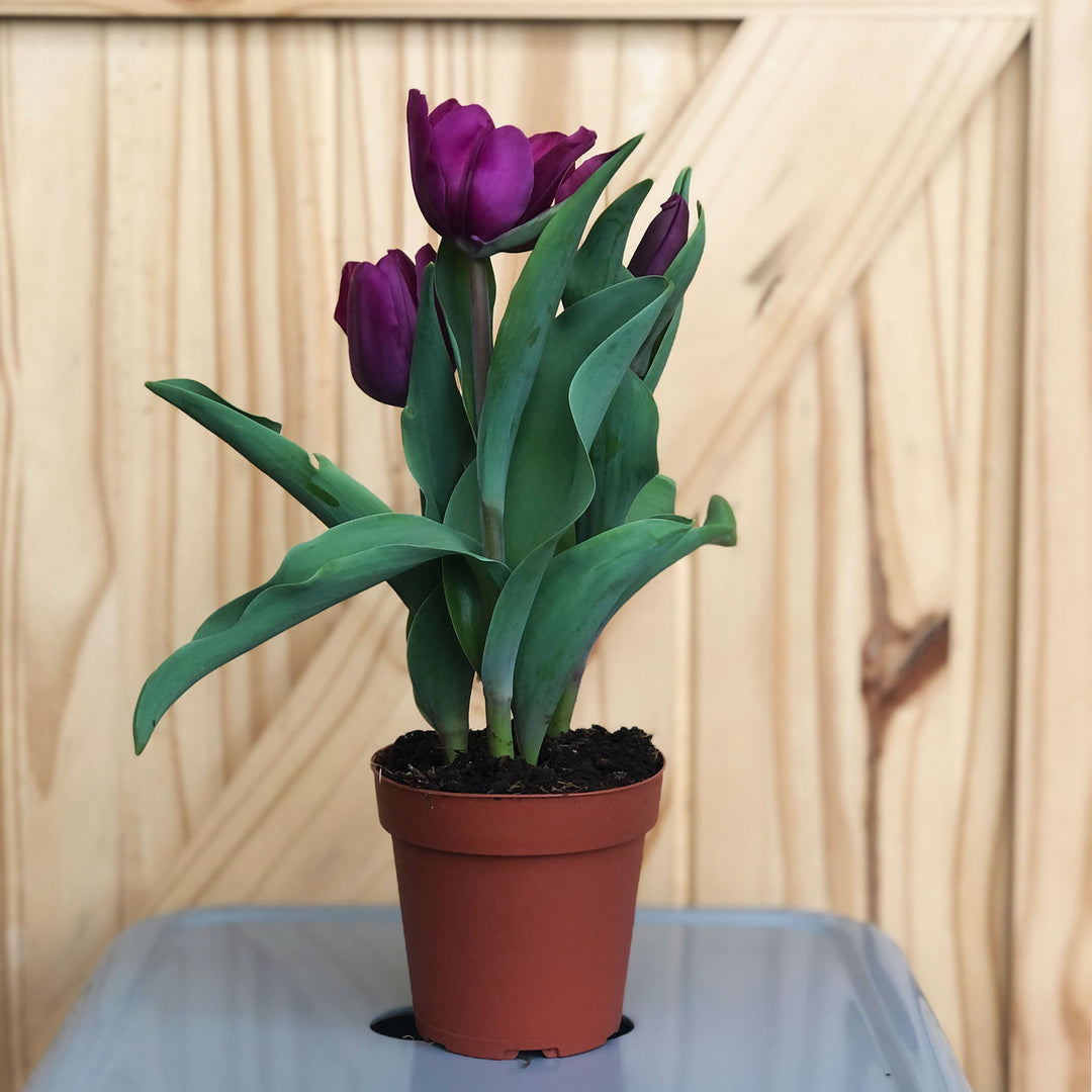 Tulip 3-Bulb (Colors Vary), Live Plant, 4 Inch Pot