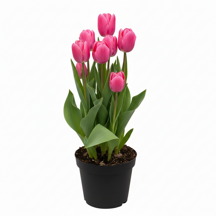Flowering Tulip, 6" Potted Plant