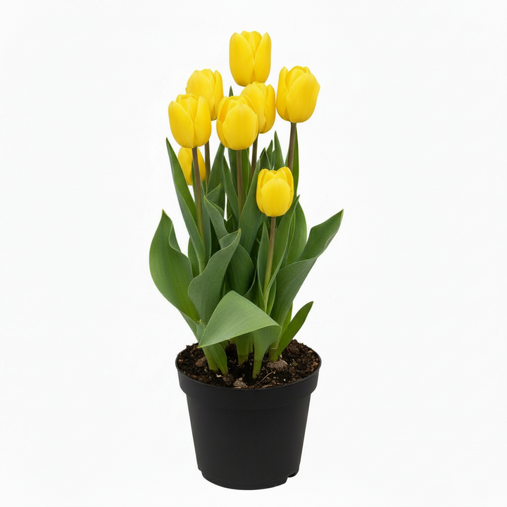 Flowering Tulip, 6" Potted Plant