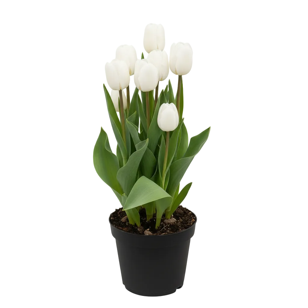 Flowering Tulip, 6" Potted Plant