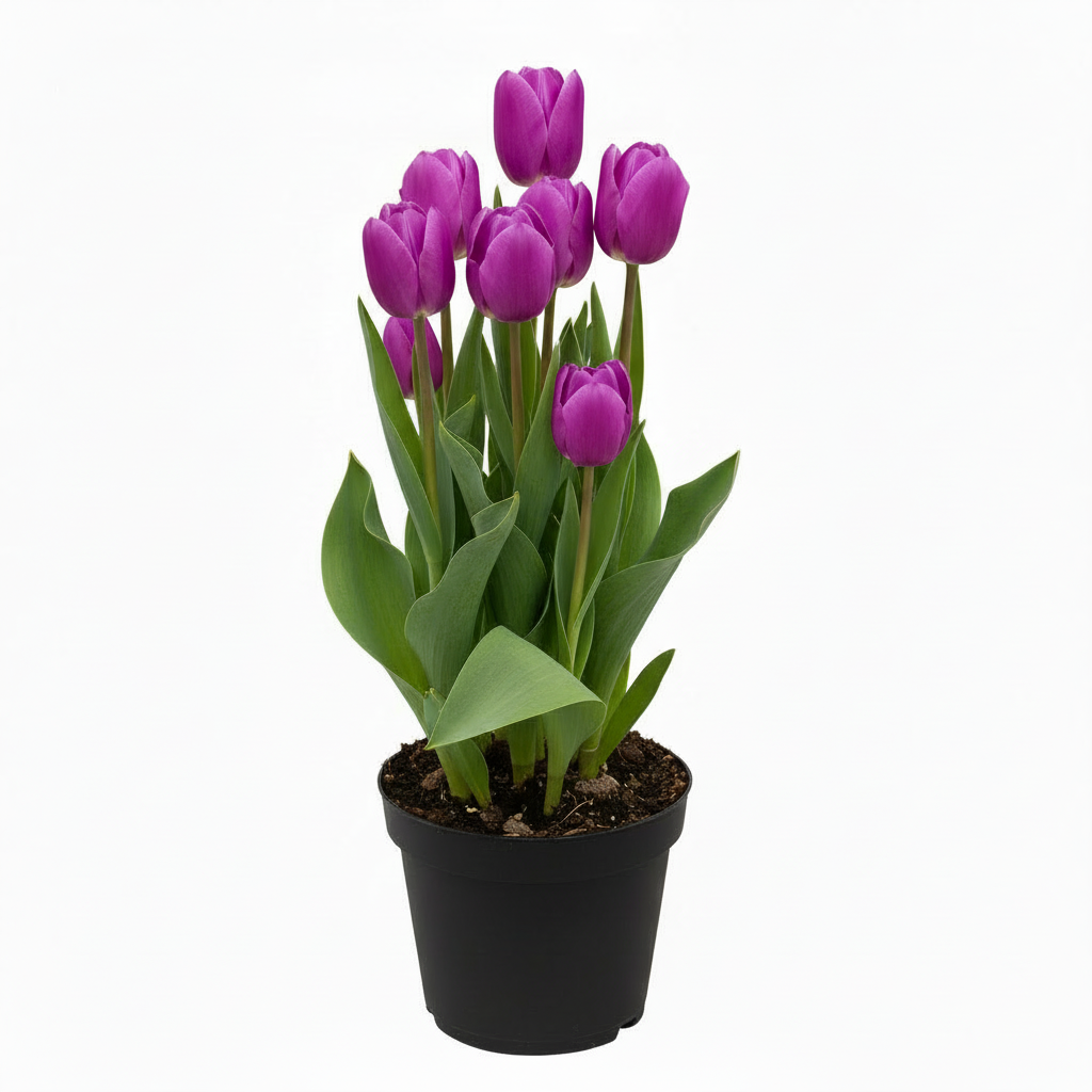 Flowering Tulip, 6" Potted Plant