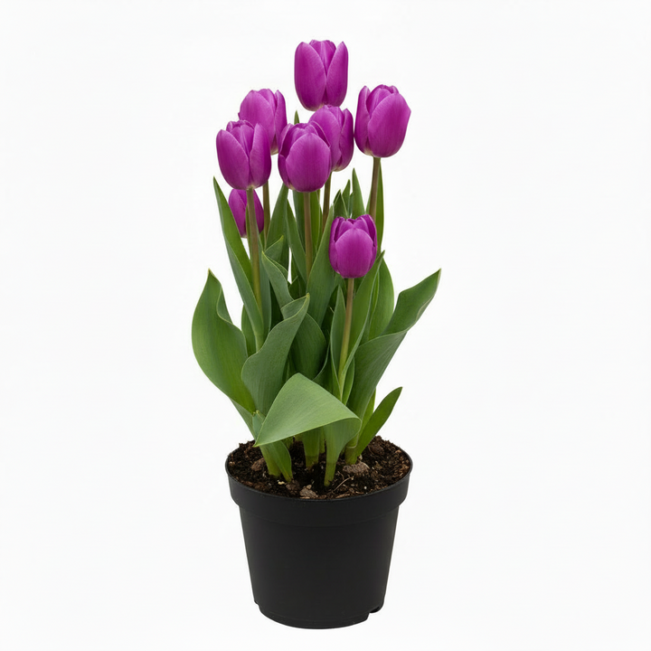 Flowering Tulip, 6" Potted Plant