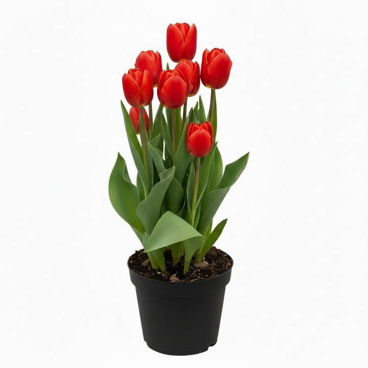 Flowering Tulip, 6" Potted Plant