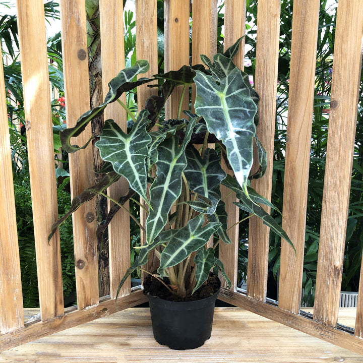 Alocasia, Live Plant 6 in. Pot