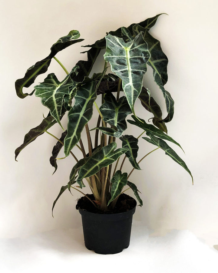 Alocasia, Live Plant 6 in. Pot