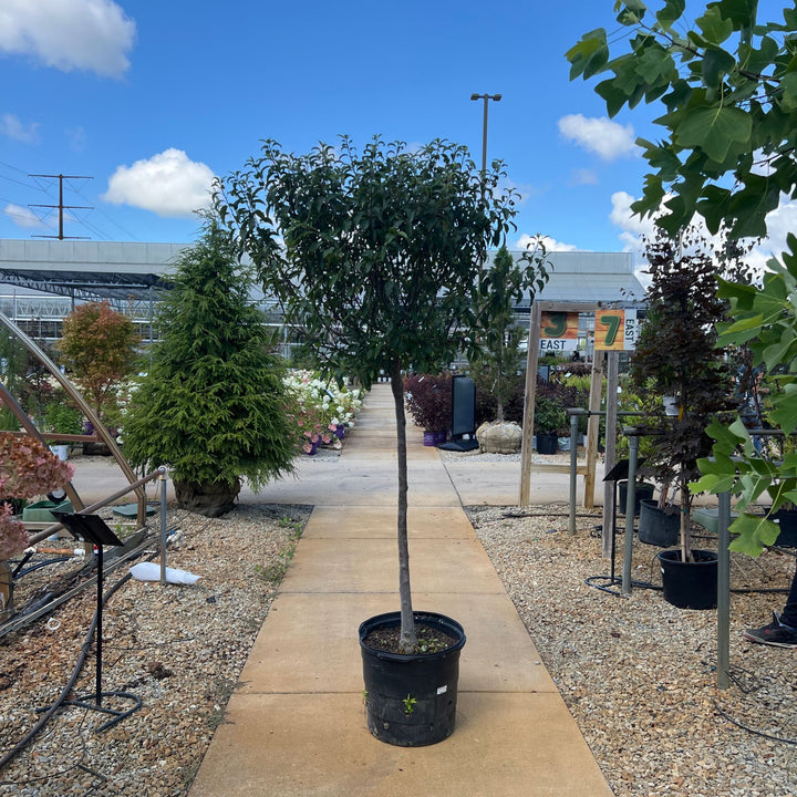 Crabapple Lollipop Tree, 15 Gal