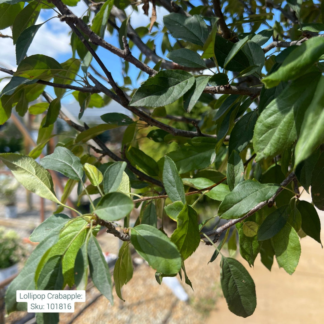 Crabapple Lollipop Tree, 15 Gal