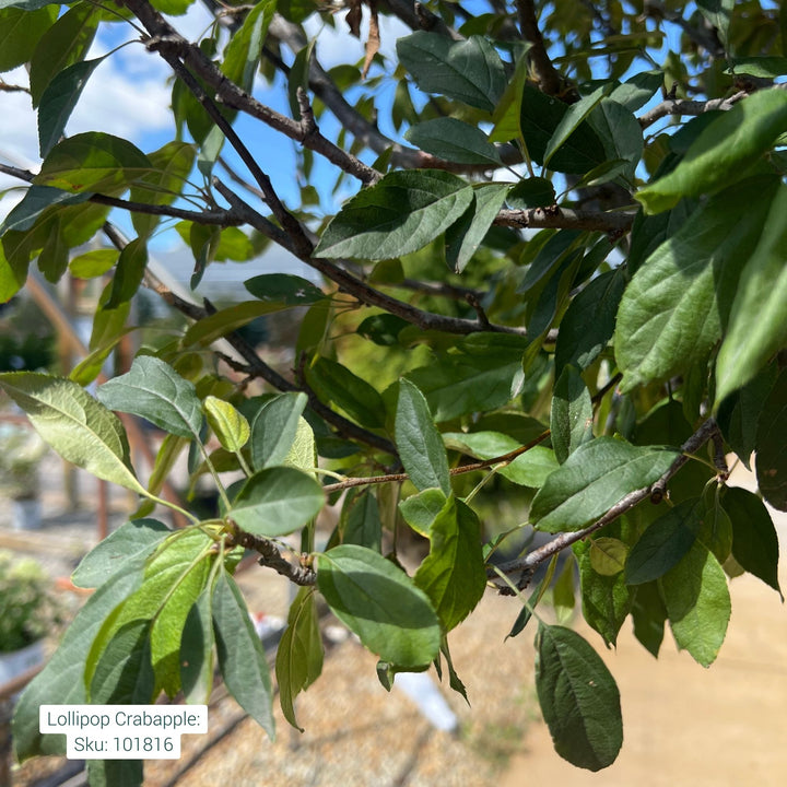 Crabapple Lollipop Tree, 15 Gal