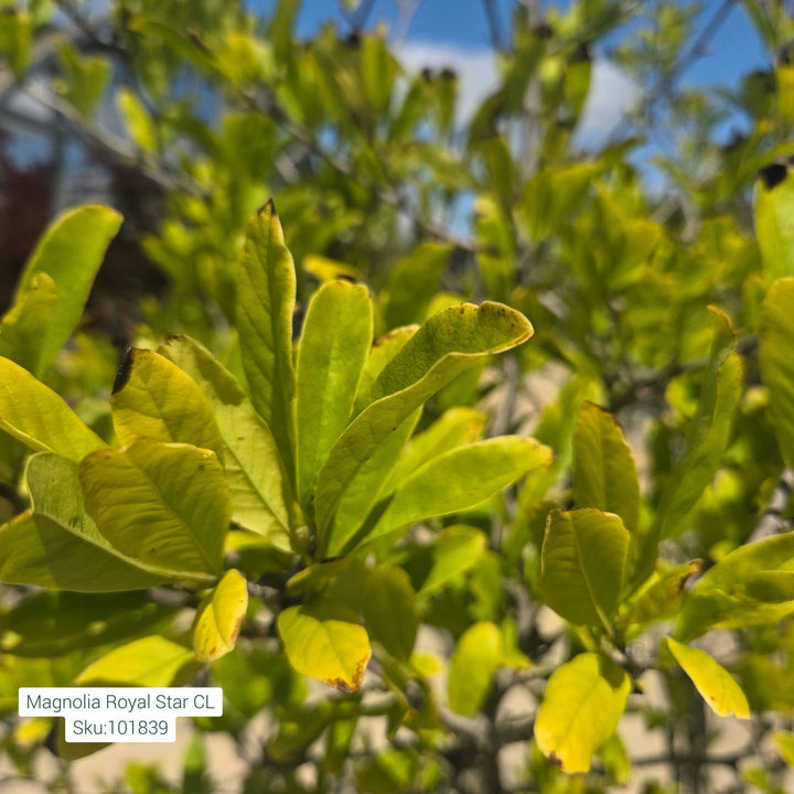 Royal Star Magnolia Tree, 25 Gal.