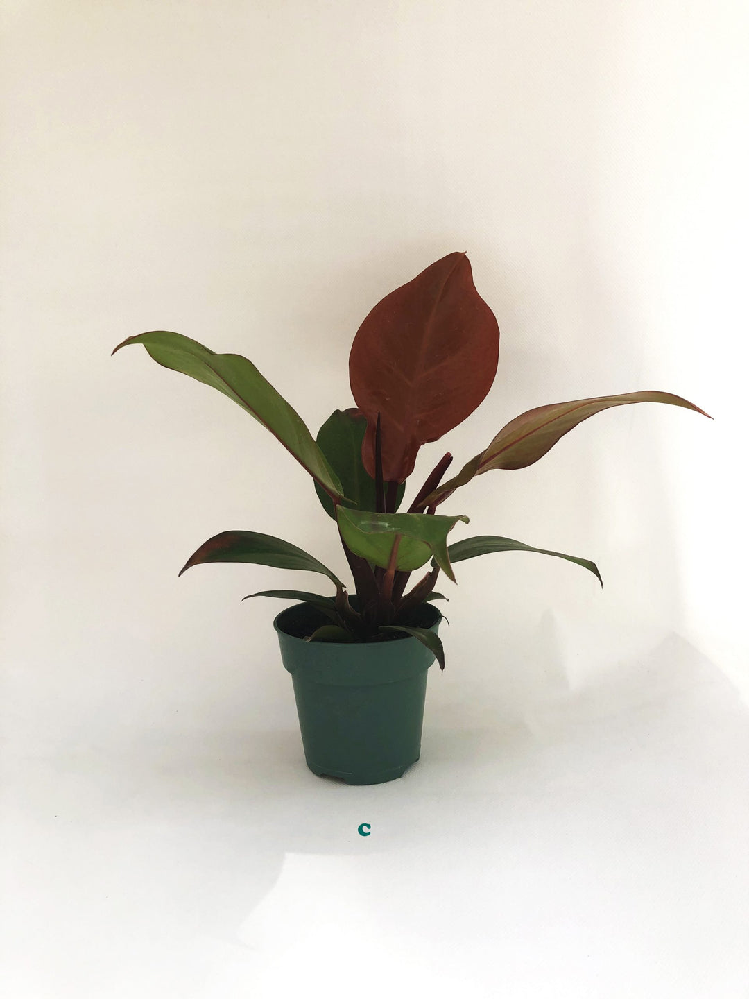 Potted Tropical Assorted Plant, Sold Individually