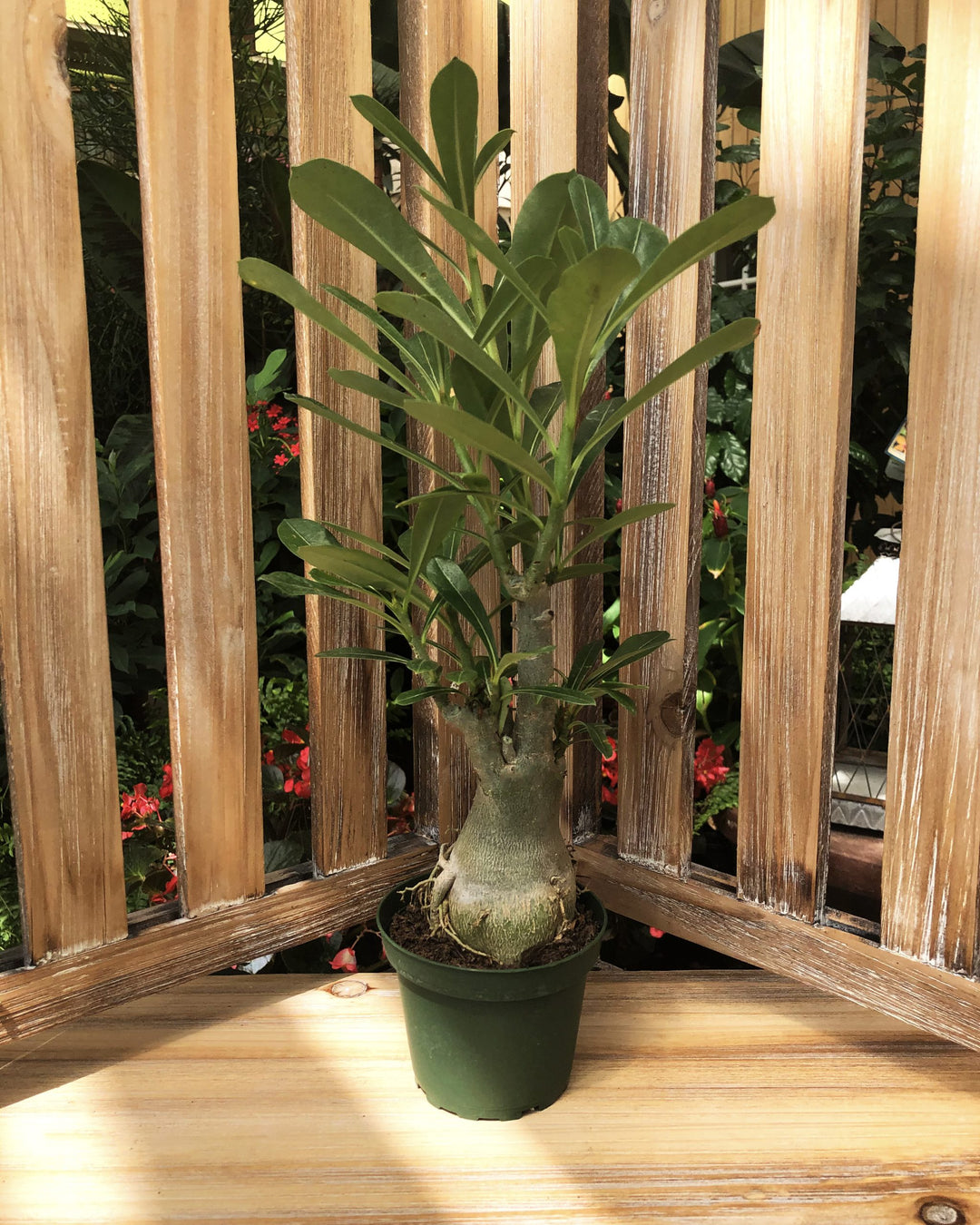 Potted Tropical Assorted Plant, Sold Individually