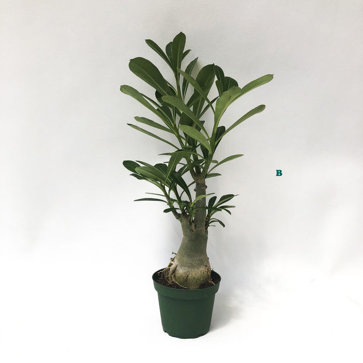 Potted Tropical Assorted Plant, Sold Individually