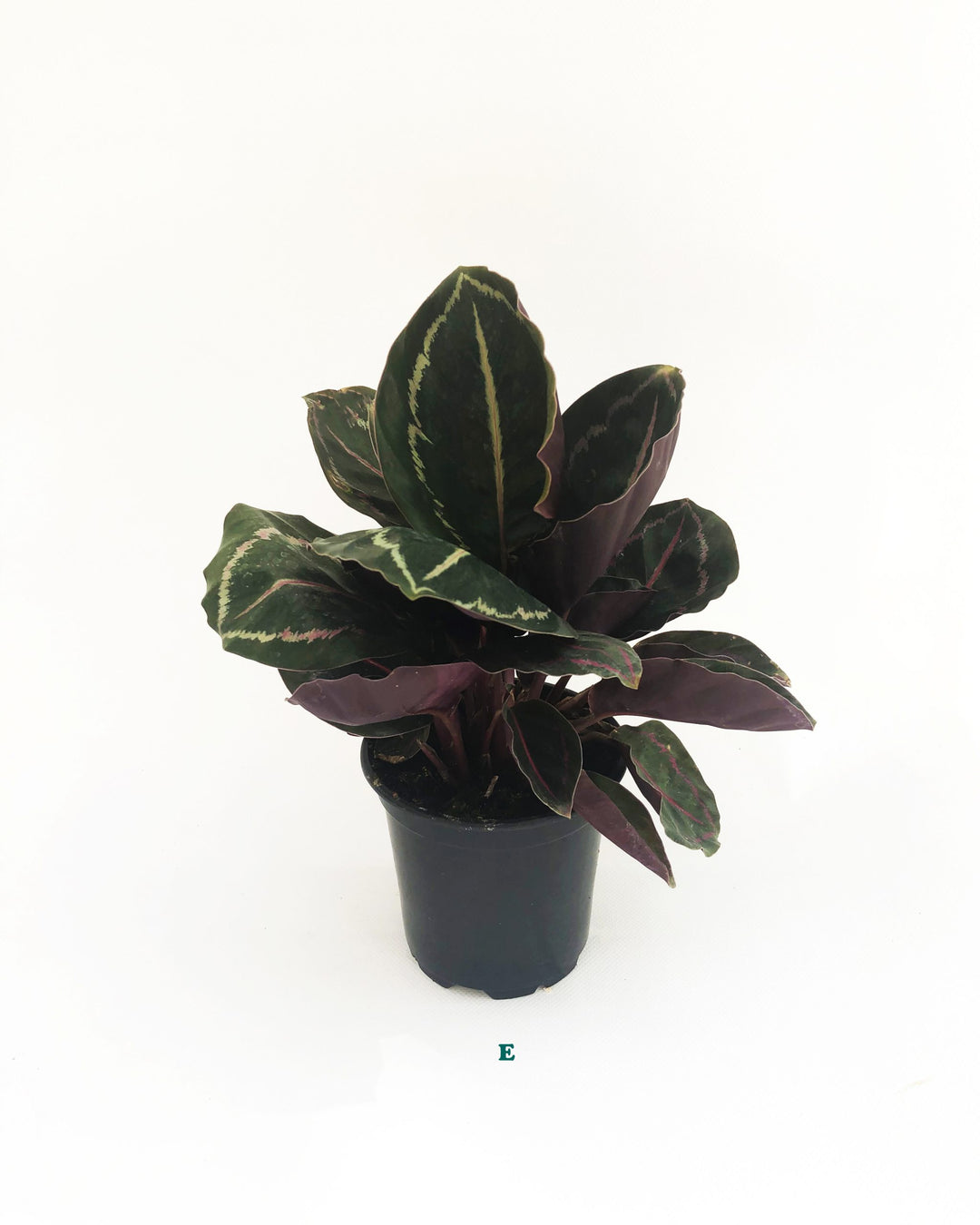 Potted Tropical Assorted Plant, Sold Individually