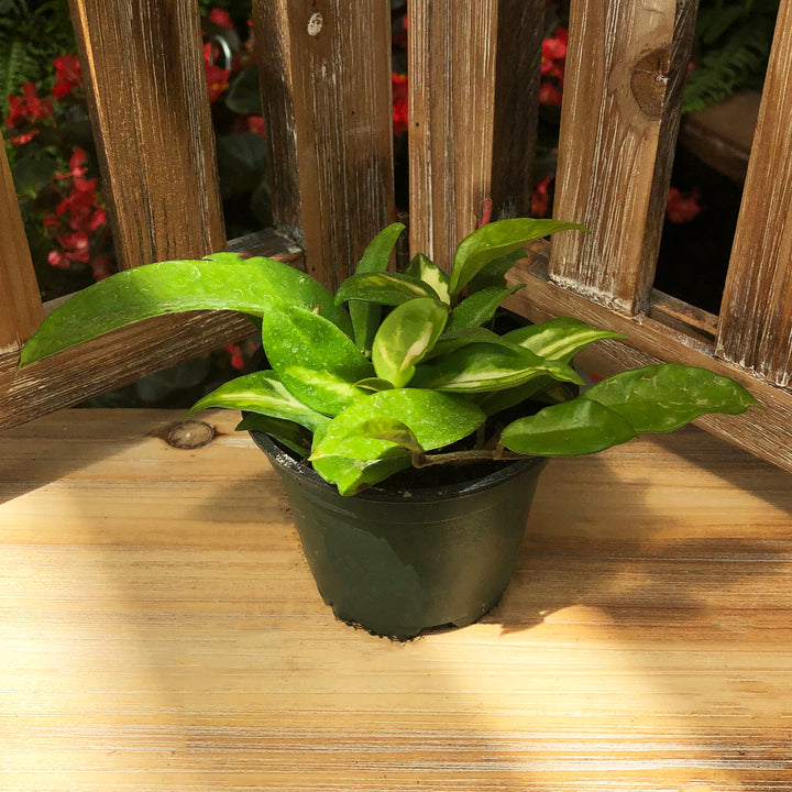 Potted Tropical Assorted Plant, Sold Individually