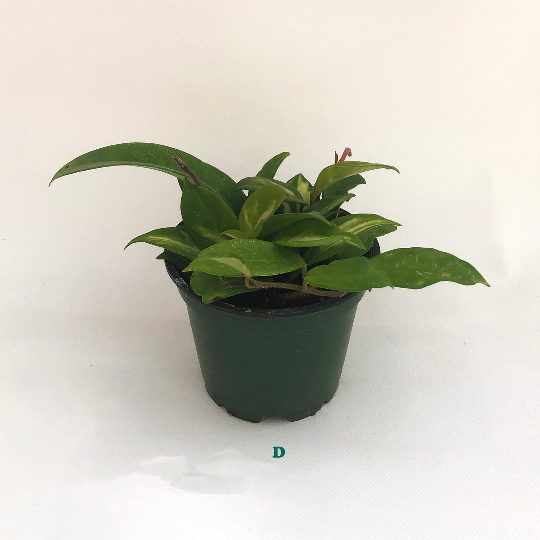 Potted Tropical Assorted Plant, Sold Individually