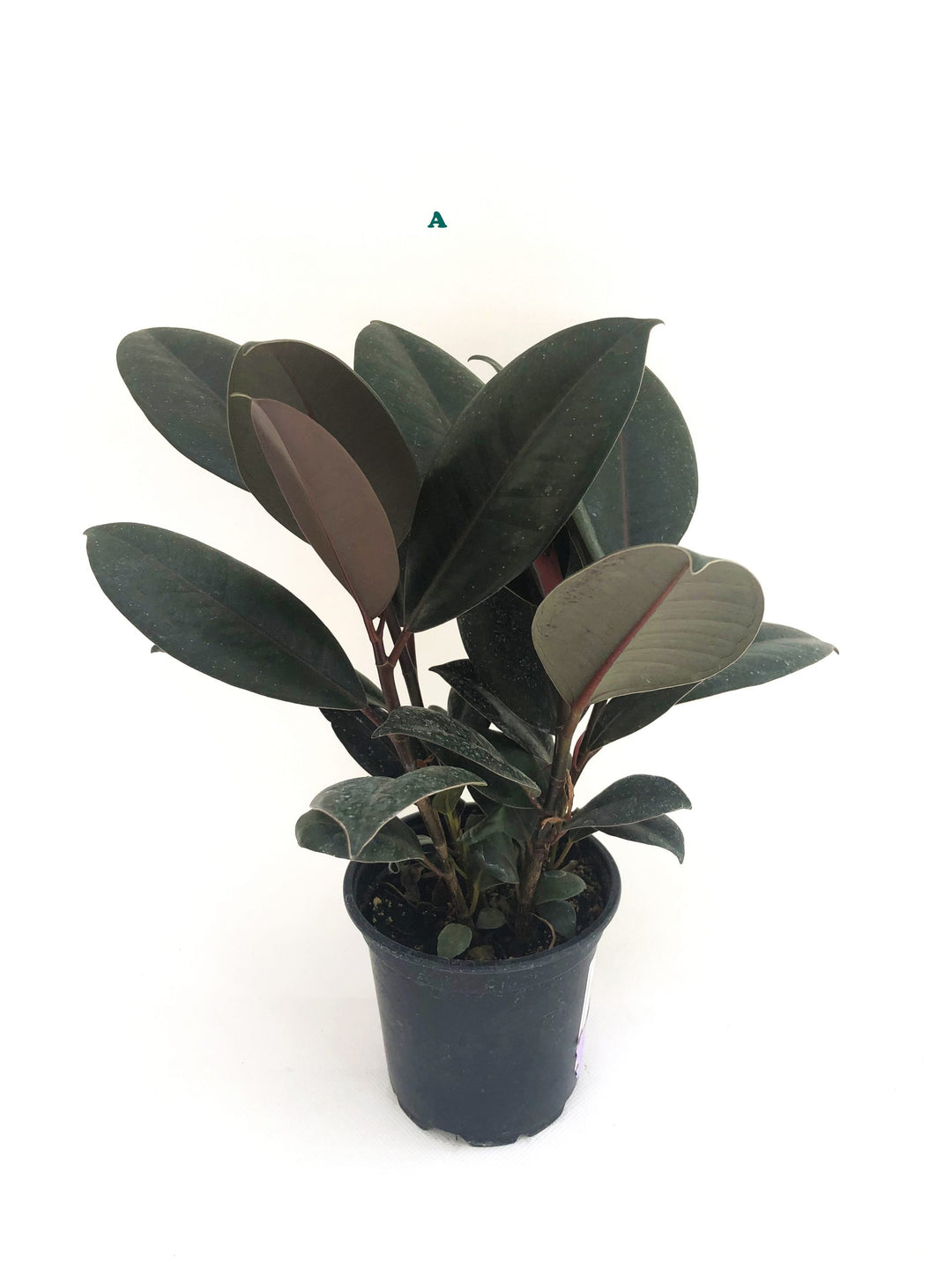 Potted Tropical Assorted Plant, Sold Individually