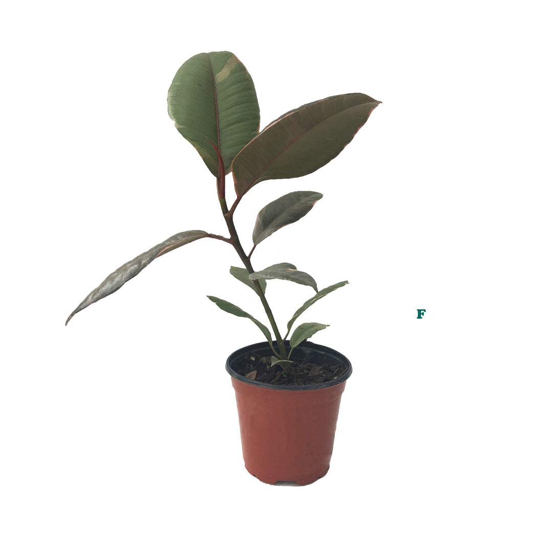 Potted Tropical Assorted Plant, Sold Individually