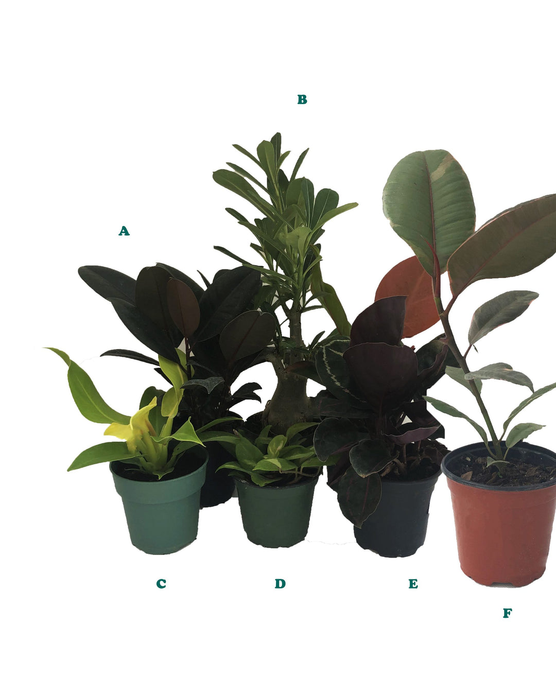 Potted Tropical Assorted Plant, Sold Individually