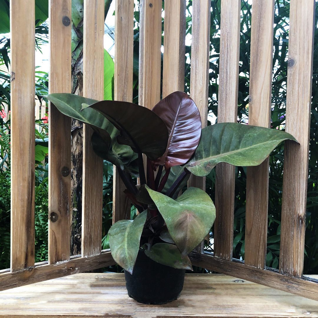 Tropical Houseplant (Varieties Vary), 6 in. Pot