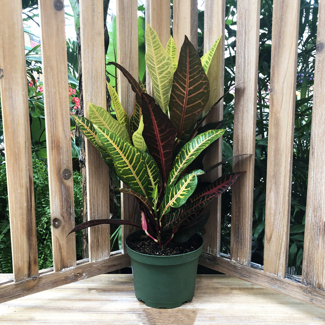 Tropical Houseplant (Varieties Vary), 6 in. Pot