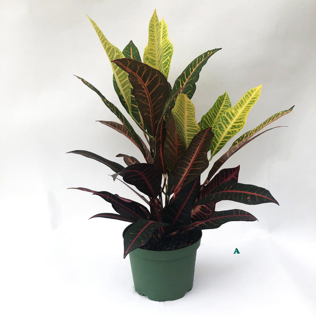 Tropical Houseplant (Varieties Vary), 6 in. Pot