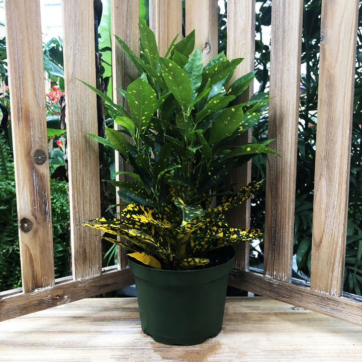 Tropical Houseplant (Varieties Vary), 6 in. Pot