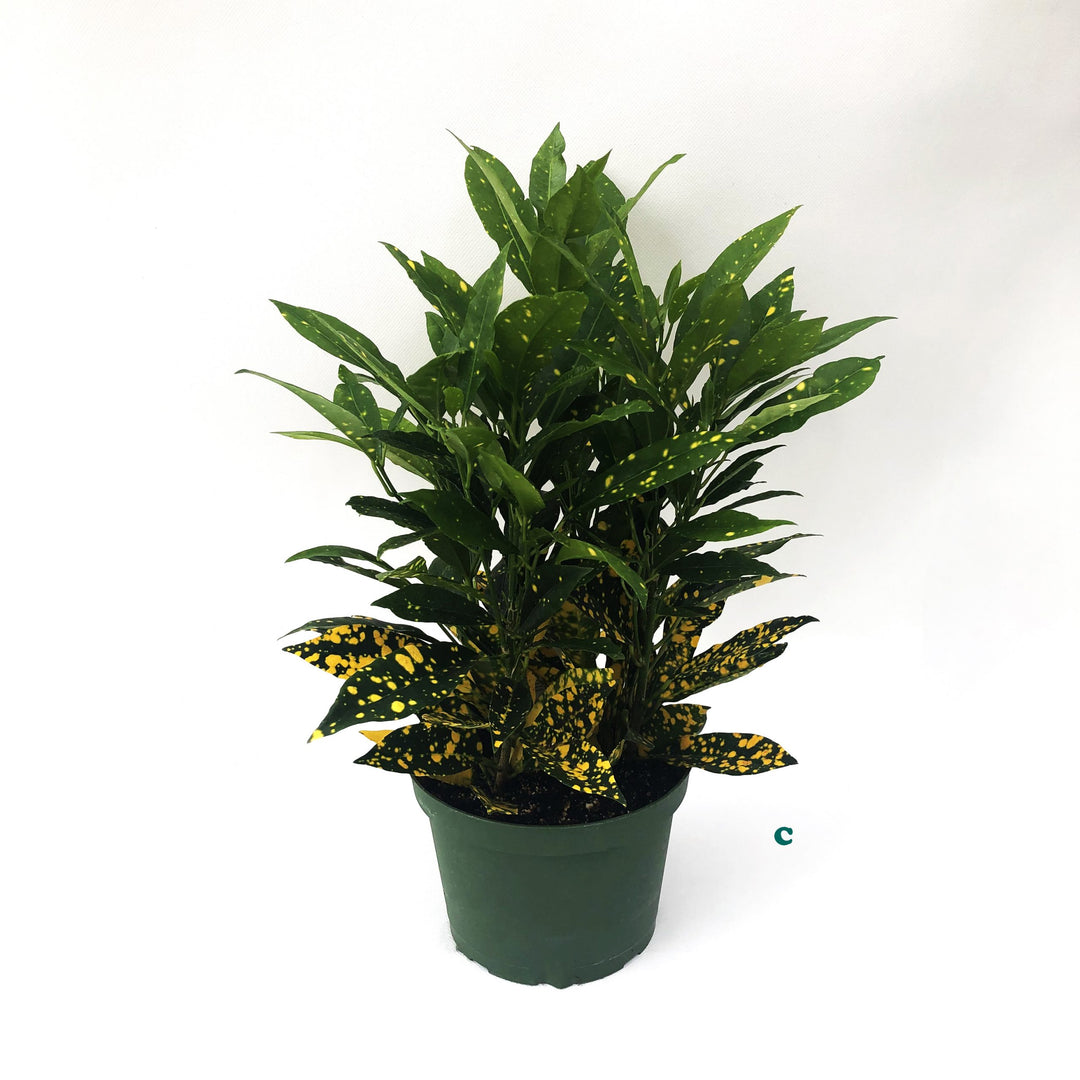 Tropical Houseplant (Varieties Vary), 6 in. Pot