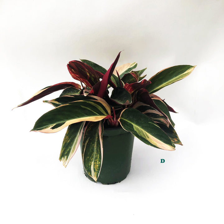 Tropical Houseplant (Varieties Vary), 6 in. Pot