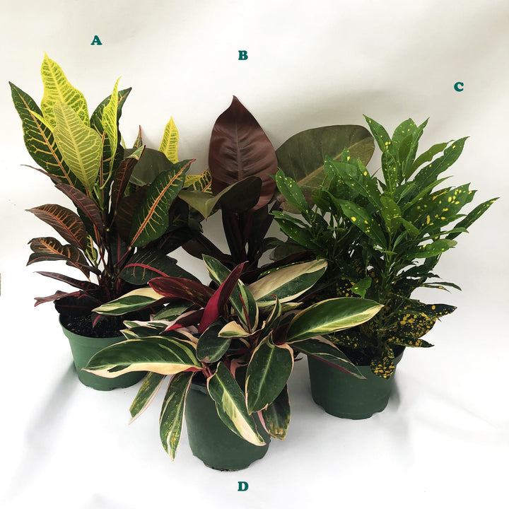 Tropical Houseplant (Varieties Vary), 6 in. Pot