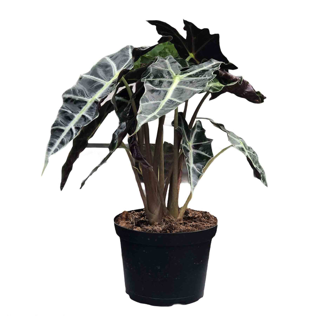 Alocasia Polly, Live Houseplant 6 in. Pot