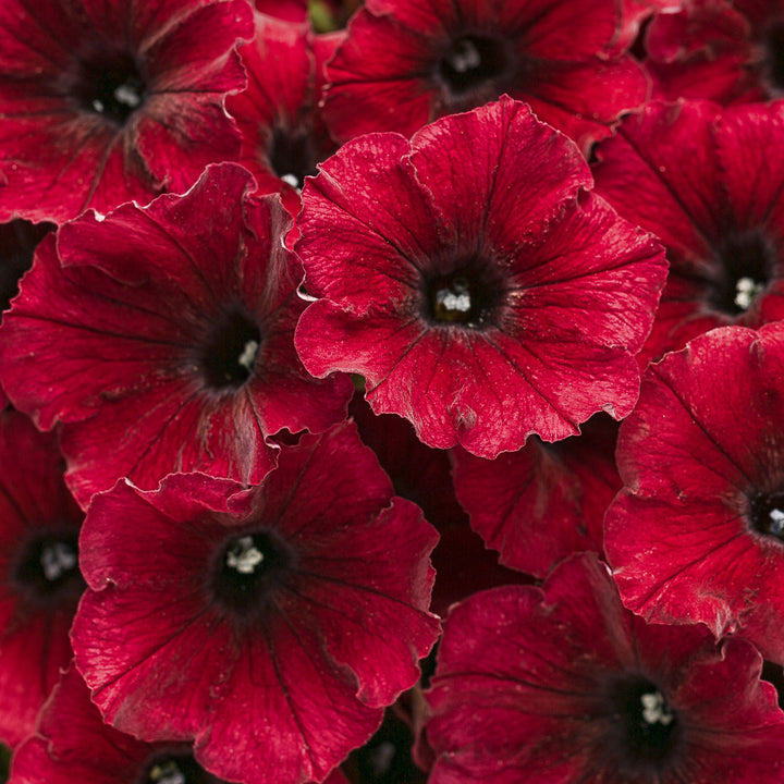 supertunia black cherry