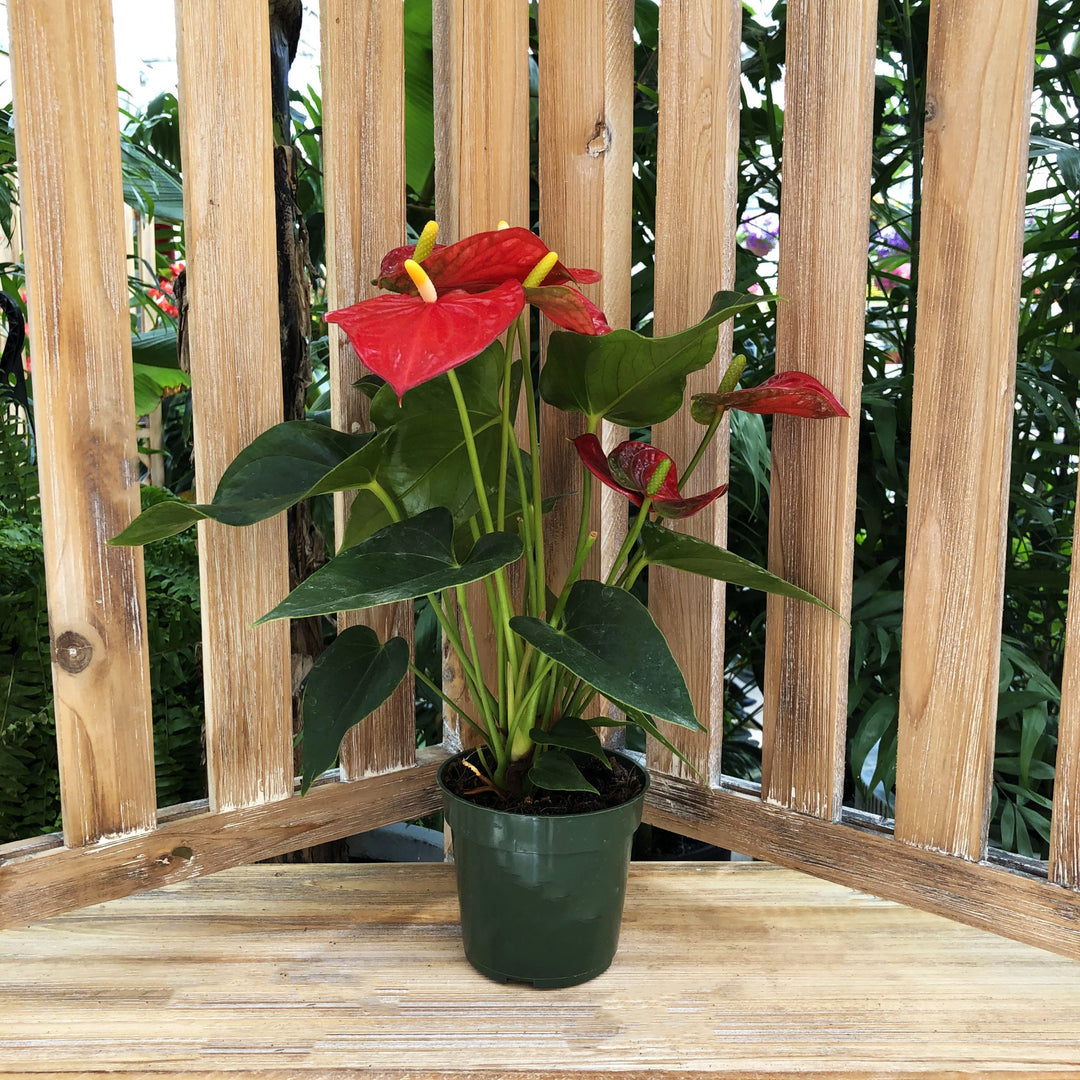 Anthurium (Varieties/Sizes Vary), Live Houseplant