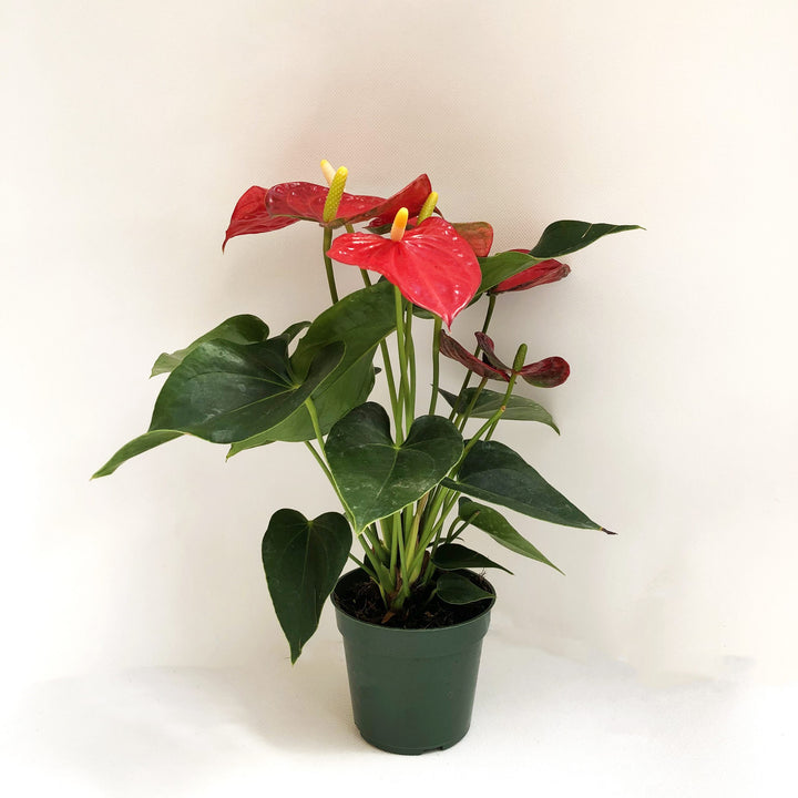 Anthurium (Varieties/Sizes Vary), Live Houseplant
