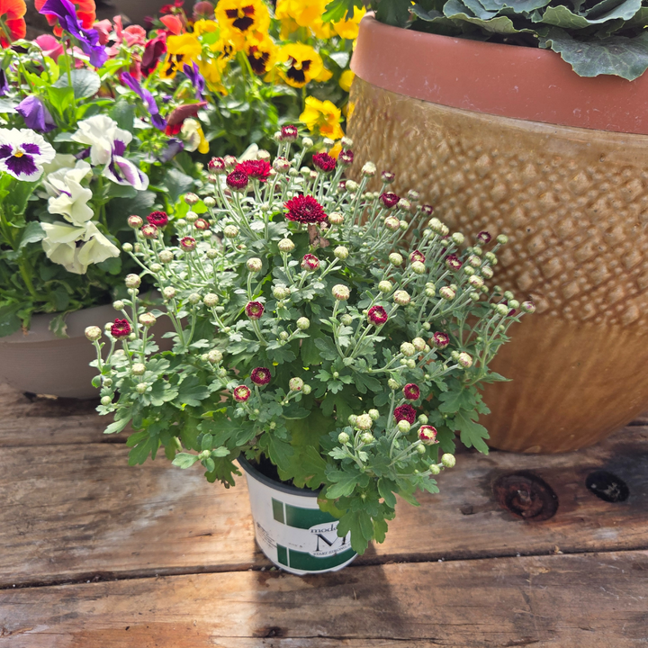 DIY Container - Fall Annual 5 Pack