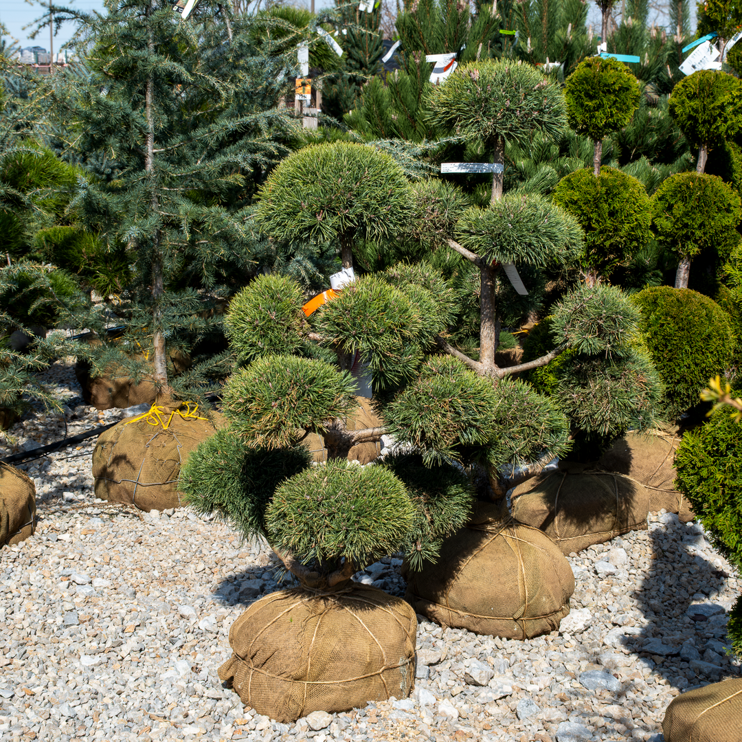 Scotch Pine (Pom Pom) - Pinus sylvestris - 3-4 Foot Ball & Burlap Topiary