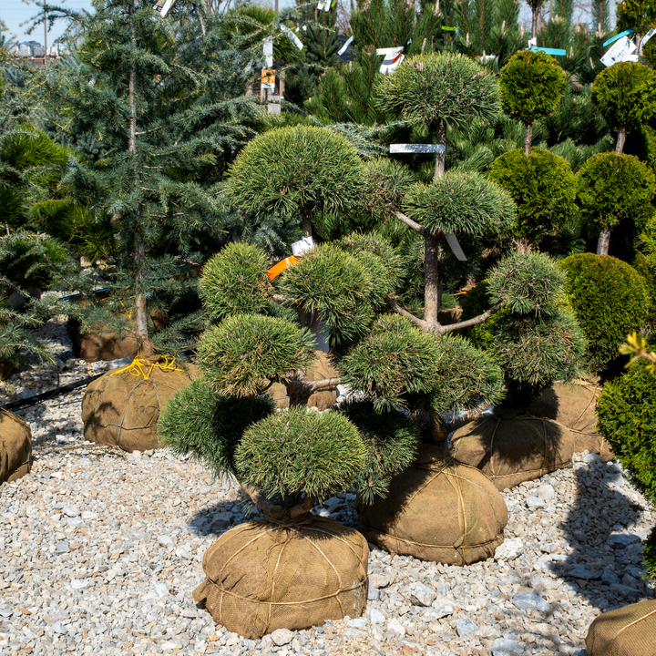 Scotch Pine (Pom Pom) - Pinus sylvestris - 3-4 Foot Ball & Burlap Topiary