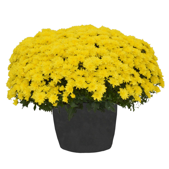 Yellow/Gold Garden Mum Assorted, 10" Decorative Pot