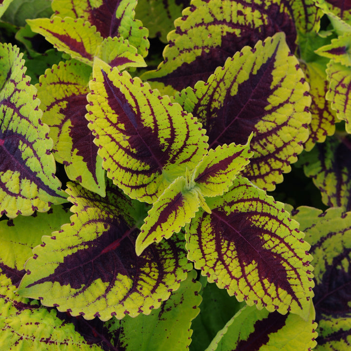 Coleus, Kong Jr. Lime Vein, Live Specialty Annual Plant, 5" Pot