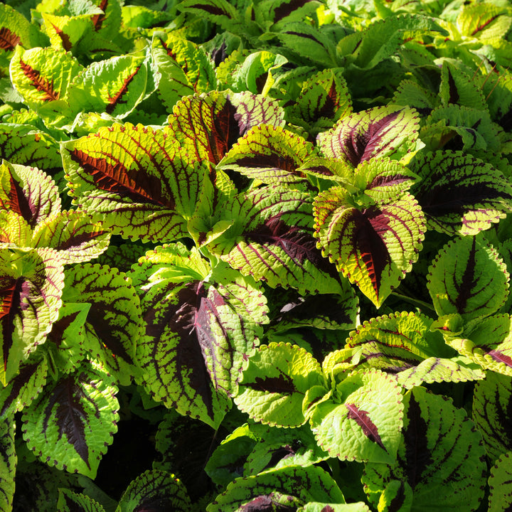 Coleus, Kong Jr. Lime Vein, Live Specialty Annual Plant, 5" Pot