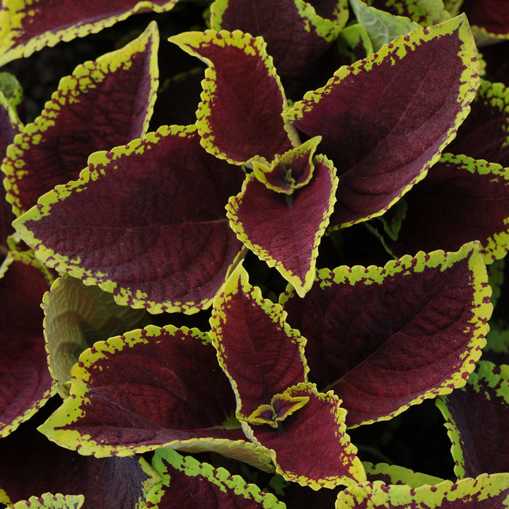 Coleus, Kong Jr. Scarlet, Live Specialty Annual Plant, 5" Pot